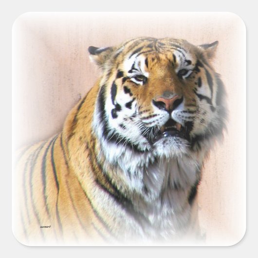Sticker Carré Portrait de tigre (Devant)