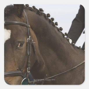 Sticker Carré portrait du cheval de dressage