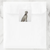 Sticker Carré Portrait du chien Weimaraner (Sac)