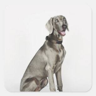 Sticker Carré Portrait du chien Weimaraner