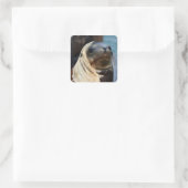 Sticker Carré Portrait du lion de mer (Sac)