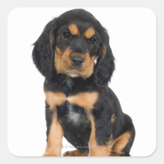 Sticker Carré Portrait du studio du chiot Rottweiler (Devant)