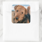 Sticker Carré Portrait d'un Airedale Terrier (Sac)