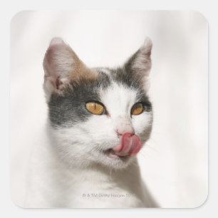 Sticker Carré Portrait d'un chat blanc léchant