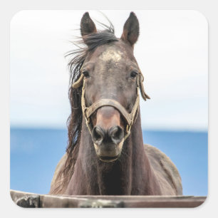 Sticker Carré Portrait d'un cheval