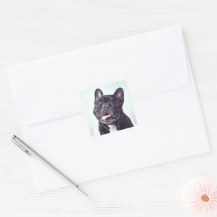 Sticker Carré Portrait d'un joyeux Bulldog français