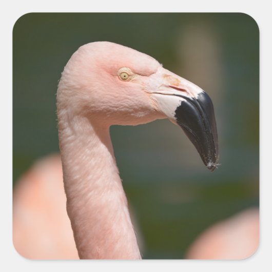 Sticker Carré Portrait flamingo (Devant)