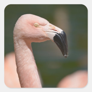 Sticker Carré Portrait flamingo