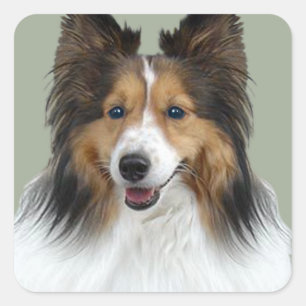 Sticker Carré Portrait Sheltie
