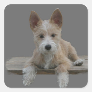 Sticker Carré Portugais Podengo Pequeno de fil