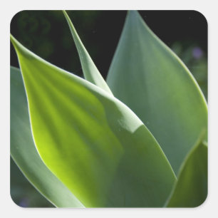 Sticker Carré Portugal, Madère, Funchal. Botanique