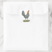Sticker Carré Poule de Combat Bleu Rouge (Sac)