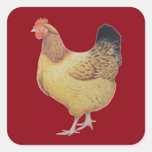 Sticker Carré Poulet 2012 (Devant)