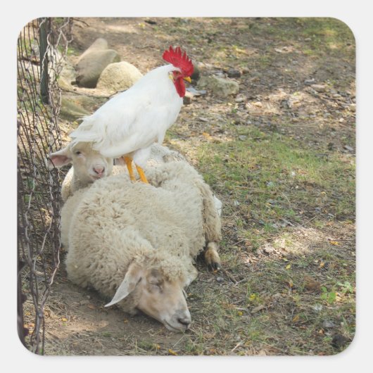 Sticker Carré Poulet assis sur un bâton en mouton (Devant)