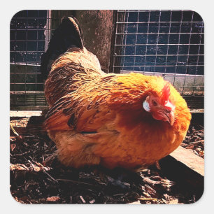 Sticker Carré Poulet orange