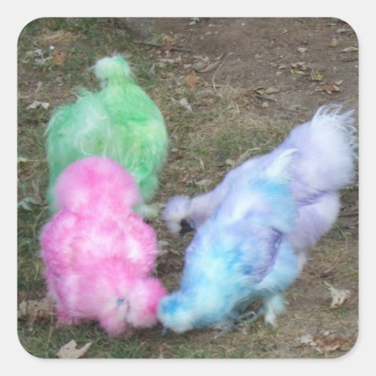 Sticker Carré Poulets de Silkie teints par cravate dans des (Devant)
