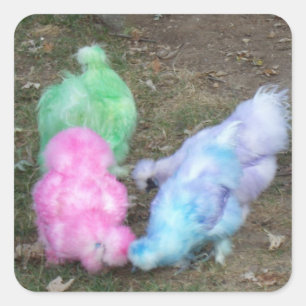 Sticker Carré Poulets de Silkie teints par cravate dans des