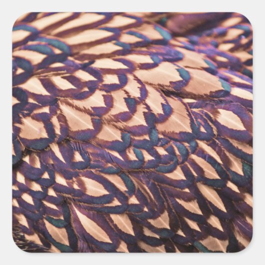 Sticker Carré Poulets dorés Wyandotte (Devant)