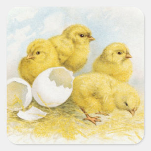 Sticker Carré Poulets vintages pour bébés