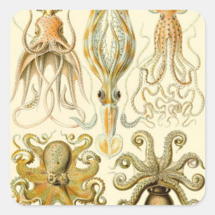 Sticker Carré Poulpe Vintage Gamochonia par Ernst Haeckel