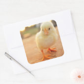 Sticker Carré Poussins de bébé (Enveloppe)