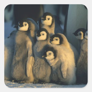 Sticker Carré Poussins de Manchot empereur en crèche, Aptenodyte