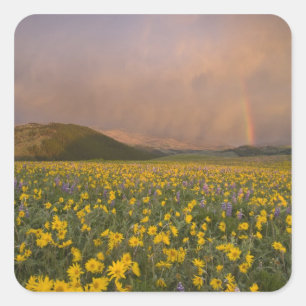 Sticker Carré Prairie de fleurs sauvages spectaculaire au lever