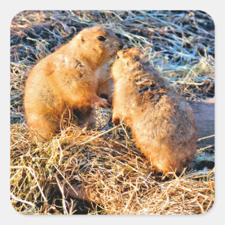 STICKER CARRÉ PRAIRIE DOGS
