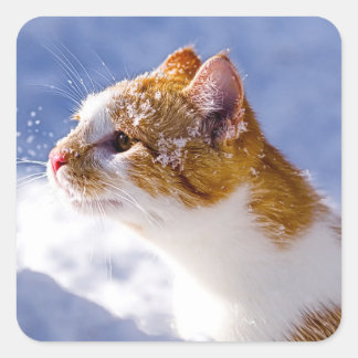 Sticker Carré premier hiver