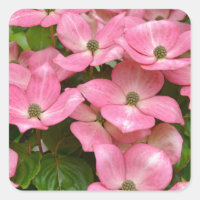 Presse de fleurs de bois de kousa rose