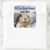 Sticker Carré Prévisions de printemps de marmotte (Sac)