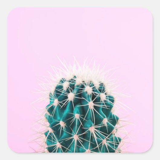 Sticker Carré Prickley Cactus sur rose (Devant)