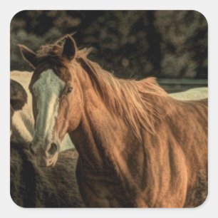 Sticker Carré Primitive rustique de l'ouest cheval sauvage