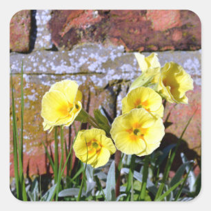 Sticker Carré Primrose