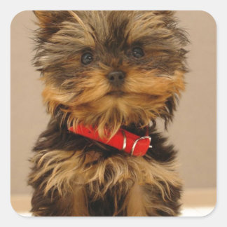 Sticker Carré Produits Yorkie
