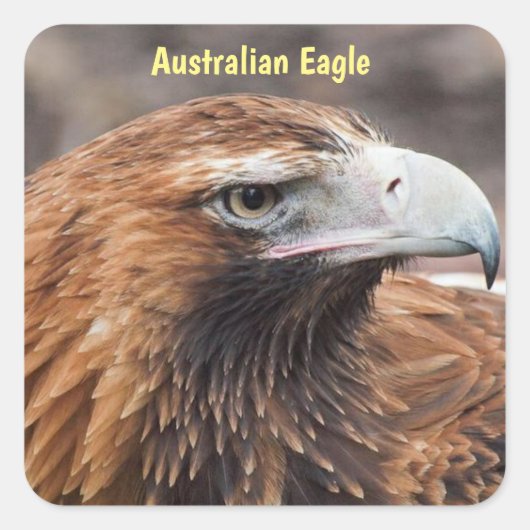 Sticker Carré Profil d'aigle australien (Devant)