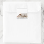 Sticker Carré Profil Piglet Lying Down (Sac)