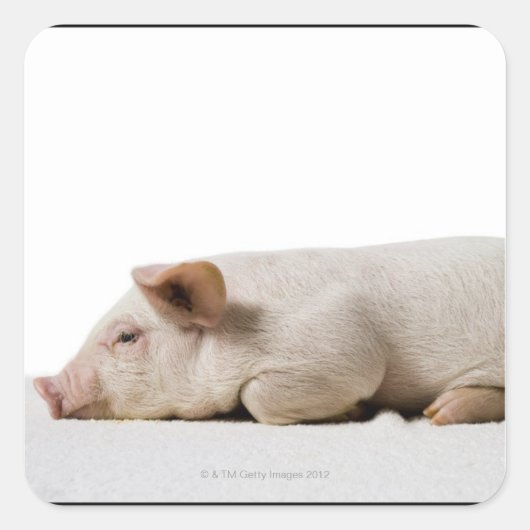 Sticker Carré Profil Piglet Lying Down (Devant)