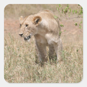 Sticker Carré promenade du lion