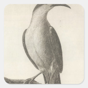 Sticker Carré Promerops ou Bee Eater de Californie