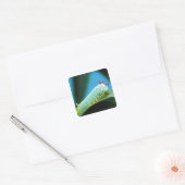Sticker Carré Prometheus Moth Caterpillar, Callosamia (Enveloppe)