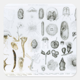 Sticker Carré Protozoaires et coelentérés