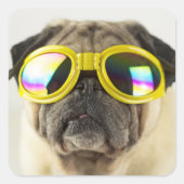 Sticker Carré Pug with Goggles (Devant)