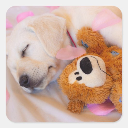 Sticker Carré Puppy cuddles 02 (Devant)