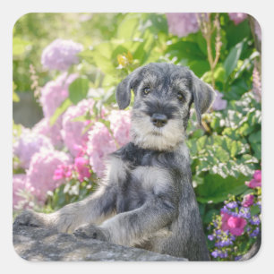 Sticker Carré Puppy de Schnauzer dans un Flowering Garden -