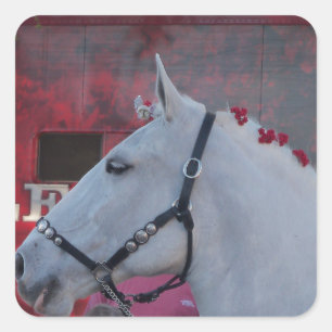 Sticker Carré pur cheval blanc avec brique noire et fleurs rouge