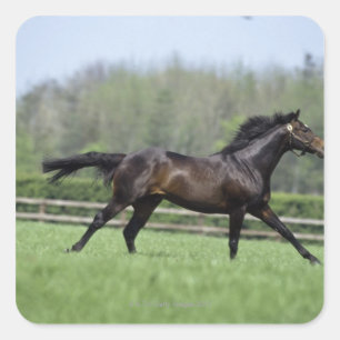 Sticker Carré Pur sangs de cheval, Wassl 1988,