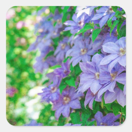 Sticker Carré Purple Clematis flower (Devant)