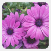 Sticker Carré Purple daisies (Devant)