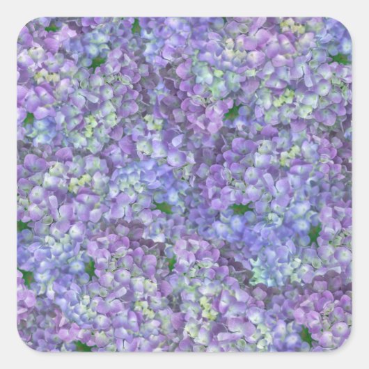Sticker Carré Purple hydrangea flowers (Devant)
